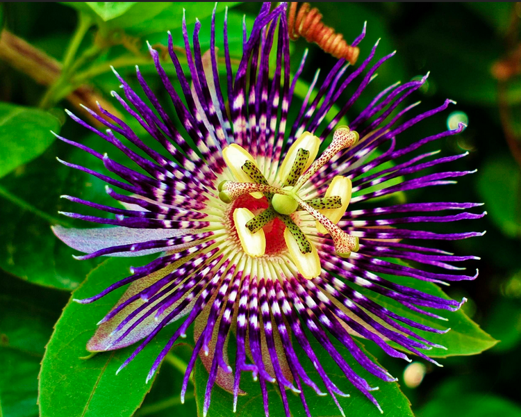 How passion flower and valerian root help in after surgery recovery
